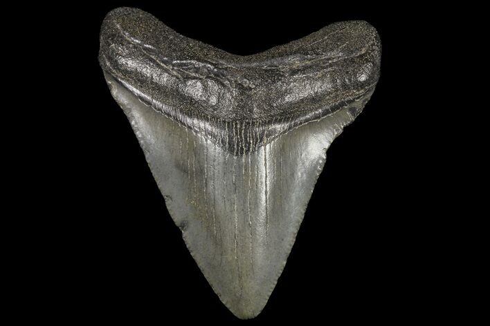 Juvenile Megalodon Tooth - Georgia #99116